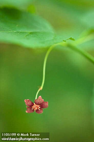 Euonymus occidentalis