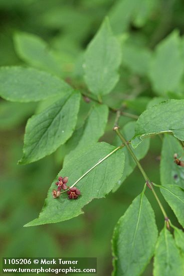 Euonymus occidentalis