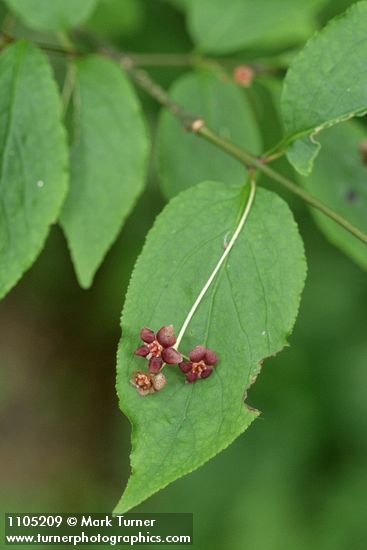 Euonymus occidentalis