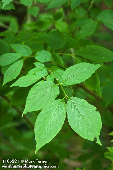 Euonymus occidentalis