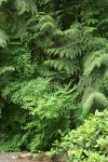 Red Huckleberry, Salal at base of Western Redcedar