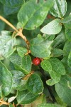 Russet Buffaloberry mature fruit among foliage