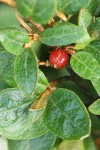 Russet Buffaloberry mature fruit among foliage