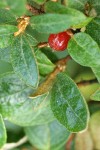 Russet Buffaloberry mature fruit among foliage