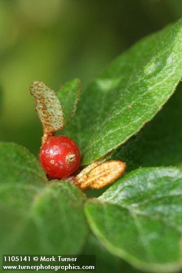 Shepherdia canadensis