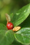 Russet Buffaloberry mature fruit among foliage