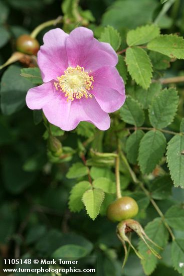 Rosa nutkana