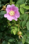 Nootka Rose blossom, foliage, immature fruit