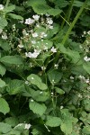 Himalayan Blackberry blossoms & foliage