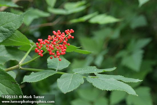 Sambucus racemosa var. racemosa