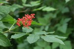 Red Elderberry fruit & foliage