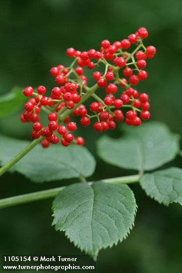 Sambucus racemosa var. racemosa