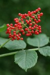 Red Elderberry fruit & foliage