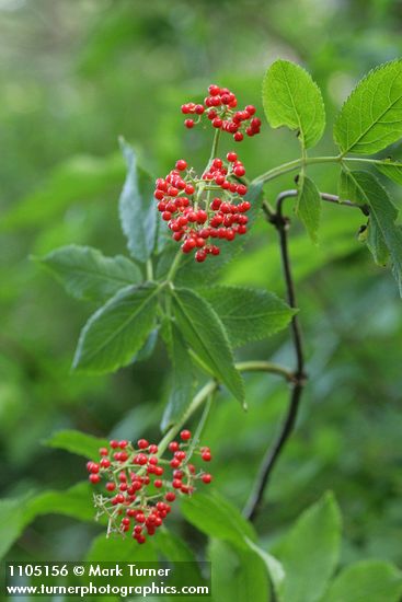 Sambucus racemosa var. racemosa