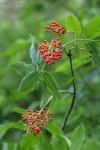 Red Elderberry fruit & foliage