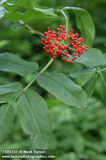 Sambucus racemosa var. racemosa