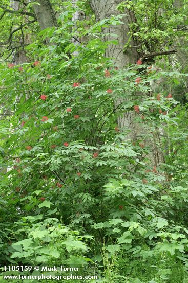 Sambucus racemosa var. racemosa