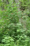 Red Elderberry w/ fruit