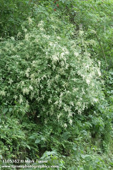 Holodiscus discolor