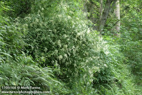 Holodiscus discolor; Polystichum munitum