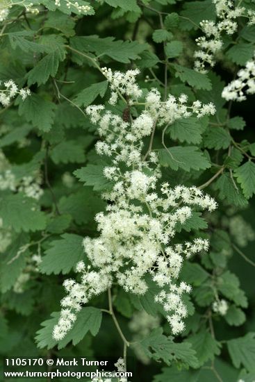 Holodiscus discolor