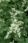 Ocean Spray blossoms & foliage