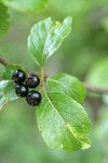 Suksdorf's Hawthorn mature fruit among foliage