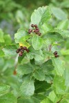 Suksdorf's Hawthorn mature immature fruit among foliage