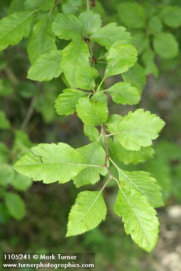 Crataegus suksdorfii