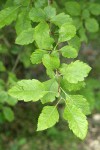 Suksdorf's Hawthorn foliage