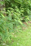 Western False Indigo