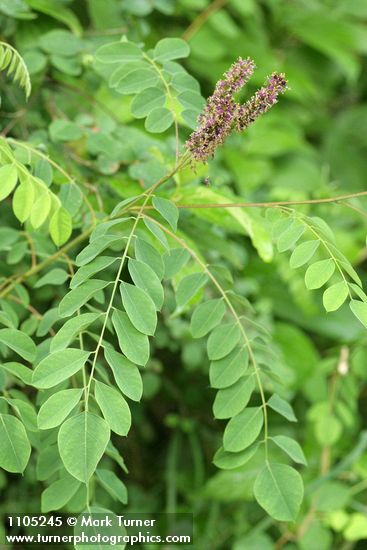 Amorpha fruticosa