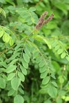 Western False Indigo blossoms & foliage