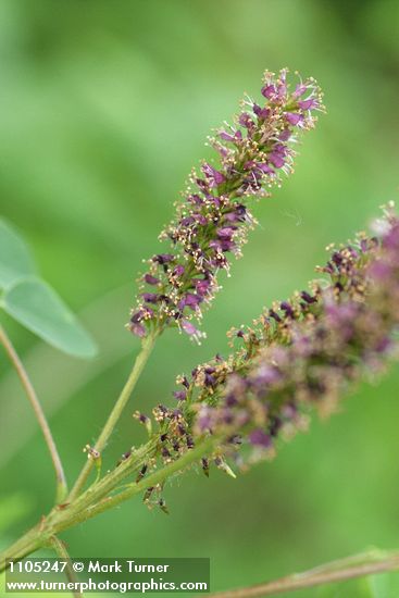 Amorpha fruticosa