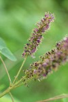 Western False Indigo blossoms detail