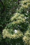 American Chestnut blossoms & foliage