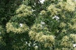 American Chestnut blossoms & foliage