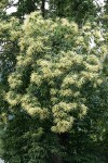 American Chestnut blossoms & foliage