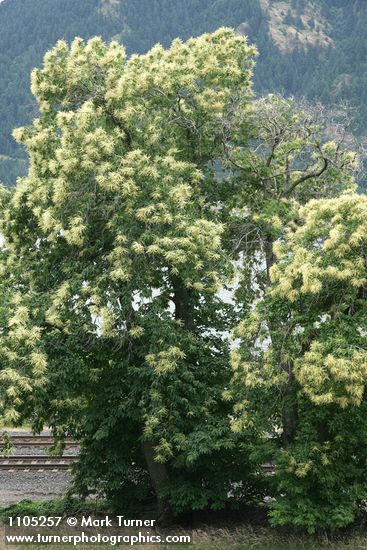 Castanea dentata