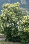 American Chestnut