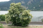 American Chestnut