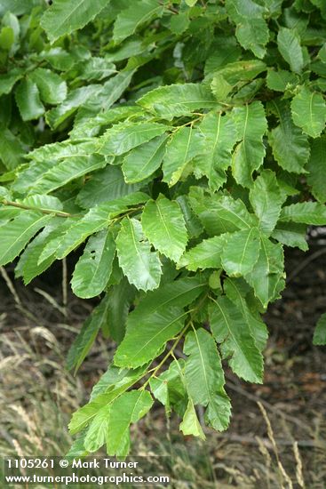 Castanea dentata