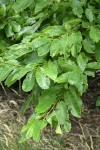 American Chestnut foliage