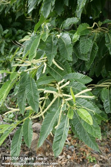 Castanea dentata