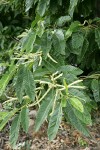 American Chestnut blossoms & foliage