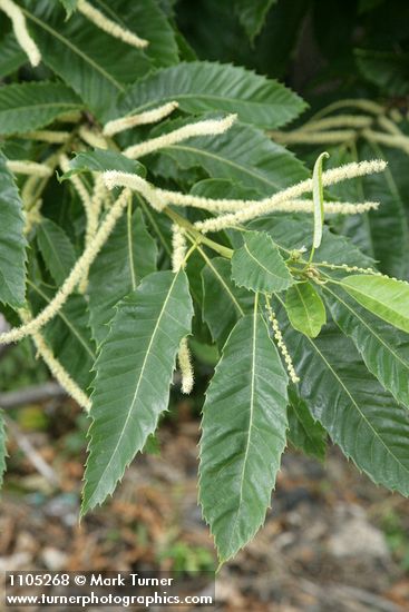 Castanea dentata