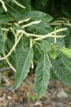 American Chestnut blossoms & foliage