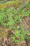 Creeping Snowberry