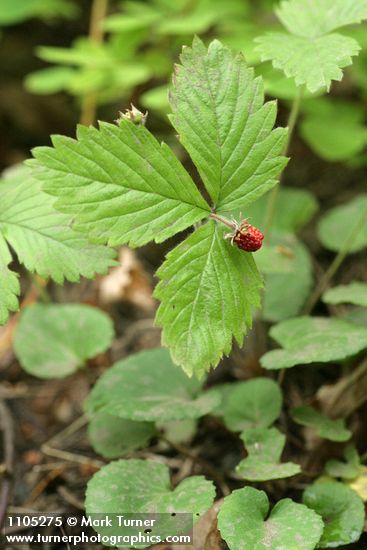 Fragaria vesca