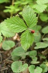 Woodland Strawberry fruit & foliage